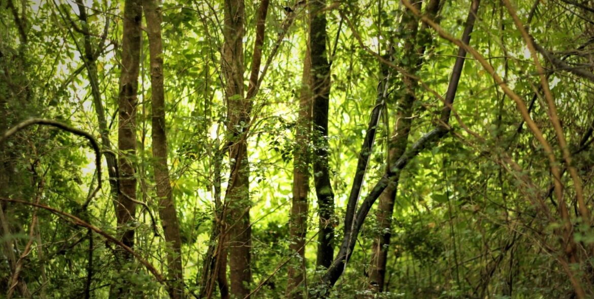 Naturaleza Tree Lodge Chiloé