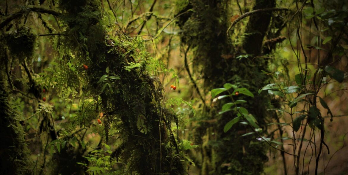 Tree Lodge Chiloé Reservar